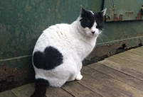 伴田良輔の猫写真の撮り方～猫は偶然を呼ぶ天才～