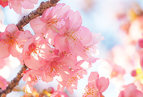風景写真の撮り方～桜の撮影のコツ～