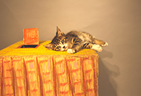伴田 良輔の猫家写真集「にゃんハウス。」ができあがるまで