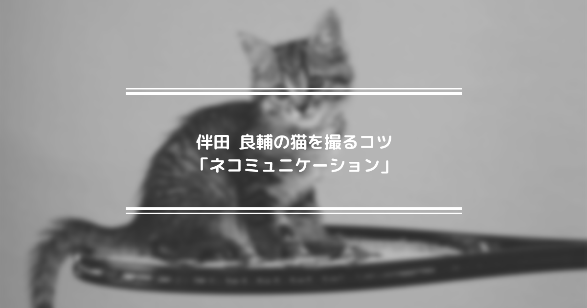 フォト総研】[コラム]伴田 良輔の猫を撮るコツ「ネコミュニケーション 